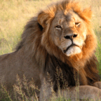 Egy amerikai házaspár 100 ezer dollárral támogatja az oxfordi oroszlánvédő programot