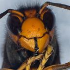 Rovaremésztő növény csalja csapdába a veszélyes ázsiai lódarazsakat