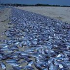 Hőség – Halpusztulást és mezőgazdasági károkat okoz a nagy meleg Ausztriában