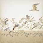 Elszemtelenedtek és már veszélyesek a sirályok Dél-Angliában