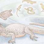 A teknősök legkorábbi ősét rejti egy 260 millió éves kövület 