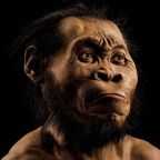 Új, emberszerű faj csontkövületeit fedeztek föl Dél-Afrikában