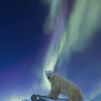 Jegesmedvék kerítettek be orosz tudósokat az Északi-sarkon