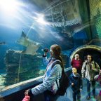 Európa legjobb állatkertje lett saját kategóriájában a Nyíregyházi Állatpark