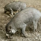 Először látható Magyarországon a cebui disznó a fővárosi állatkertben