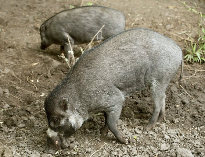 Budapest, 2015. szeptember 10. Bulan (elöl) és Bulana, a Fülöp-szigetekrõl származó cebui disznók a Fõvárosi Állat- és Növénykertben 2015. szeptember 10-én. A ritka trópusi sertésféle, amely elõször látható Magyarországon, a Fülöp-szigetekhez tartozó Negros és Panay szigetek lakója, és a természetben kritikusan veszélyeztetettnek számít. Budapestre a koca Rotterdamból, a kan pedig Edinburgh állatkertjébõl érkezett. A bemutatás mellett a cél az állatok szaporítása, ami a faj megmentése szempontjából is fontos lenne. MTI Fotó: Koszticsák Szilárd