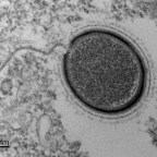 Fagyott ősi vírusok – van veszély?