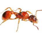 Egy venezuelai csípős szósz titkos összetevője