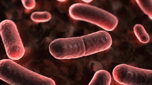 A pestis kórokozója