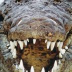 Krokodilokkal őriznék a halálsoron lévőket Indonéziában 