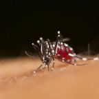 Dengue-láz terjed Hawaii-n