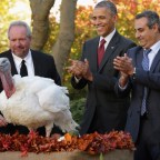 Elnöki kegyelemben részesült Washingtonban Abe és Honest, a két hálaadásnapi pulyka