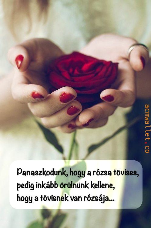 rozsa