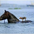 Egy ló menti meg a vak kutyát a fulladástól