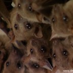 Denevérek szállták meg a nyíregyházi könyvtár épületrészét