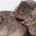 A préripockok megvigasztalják egymást, mint a csimpánz vagy az ember