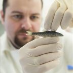 Új halfajt azonosított egy magyar-cseh kutatócsoport