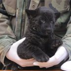 Jaguár született a Szegedi Vadasparkban