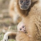 Gibbon született a Nyíregyházi Állatparkban