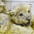 Oroszlánkölykök születtek a Gyöngyösi Állatkertben