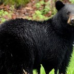 Fekete medvék érkeztek a veszprémi állatkertbe