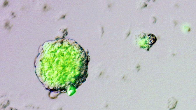 K_EPA20140130086-e1421783868481