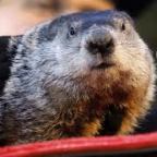 Az iowai elnökjelöltségről döntő jelölőgyűlések után azt nézik az amerikaiak, hogy mit csinál a Phil, a mormota