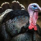 Nem állatkínzás a pulykadobálás Spanyolországban