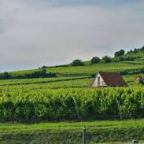 Tokaj végzett az élen az Országos Syngenta Borversenyen