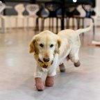 Végre örökbe fogadták a kutya kölyköt, aki elvesztette mind a négy mancsát egy koreai húsfeldolgozóban