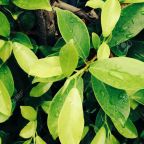 Az aranynál is drágábban kelt el egy bokornyi “aranytea” Kínában