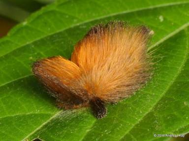 caterpillar_stinging.jpg.650x0_q70_crop-smart