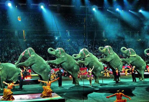 iran-becomes-9th-country-to-ban-use-of-wild-animals-in-circuses__605