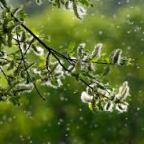 Közeleg az újabb pollenes időszak