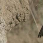 Ingyenes okostelefonos madárhatározó alkalmazás készült