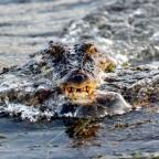 Órákig küzdött egy ausztrál férfi a rátámadó krokodilokkal