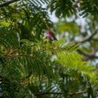 A növények ötödét kipusztulás fenyegeti a klímaváltozás és élőhelyük elvesztése miatt