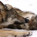 Kínai kutatók szerint veszélyes lehet az állatok visszaengedése a természetbe