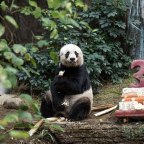 37. születésnapját ünnepli a világ legöregebb pandája