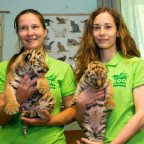 Szibériai tigrisek születtek a veszprémi állatkertben