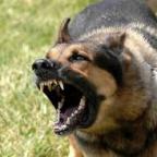 Miért zavarja a kutyaugatás az embereket?