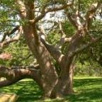 Először igazolták tudósok, hogy éjszaka alszanak a fák