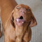 Biztosítási hírek