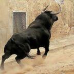 Bankfiókba tévedt egy bika Spanyolországban