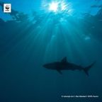 Cápavadászati jog vásárlással védi a Nagy-korallzátonyt a WWF