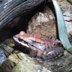 Egy ritka karibi békafaj utolsó két túlélőjének “randevúját” szervezték meg