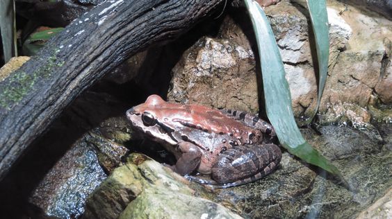 Leptodactylus fallax