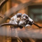 Császárbajszú tamarinok születettek a Nyíregyházi Állatparkban