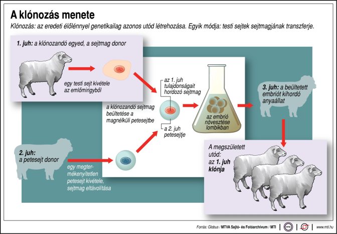 Klónozás: az eredeti élőlénnyel genetikailag azonos utód létrehozása. Egyik módja: testi sejtek sejtmagjának transzferje. 1. juh: a klónozandó egyed, a sejtmag donor; 2. juh: a petesejt donor; 3. juh: a beültetett embriót kihordó anyaállat; A megszületett utód: az 1. juh klónja