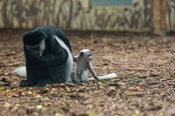 Veszprém, 2016. július 29. Kéthetes zászlós farkú kolobusz (Colobus guereza) anyjával a veszprémi állatkertben 2016. július 29-én. A rendkívül látványos, mozgékony majomfaj, a zászlós farkú kolobusz, más néven zászlós farkú gereza Közép-Afrika elsõsorban bambusz- és esõerdeinek lakója. MTI Fotó: Bodnár Boglárka